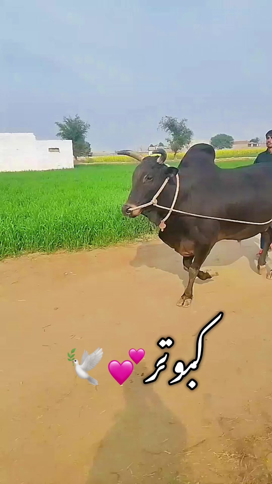 @Ch badar hussain