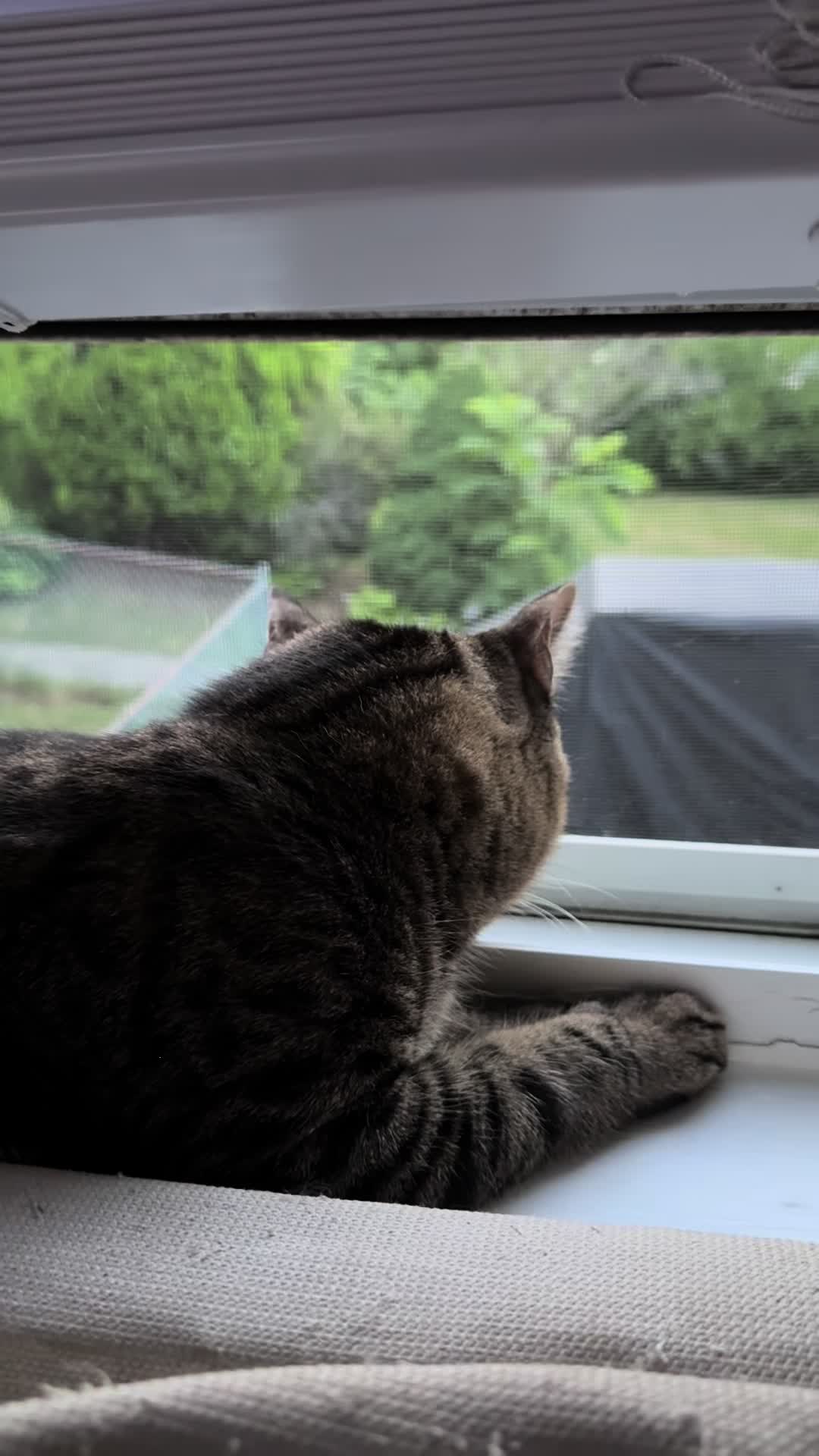 @TailsandWhiskersCo