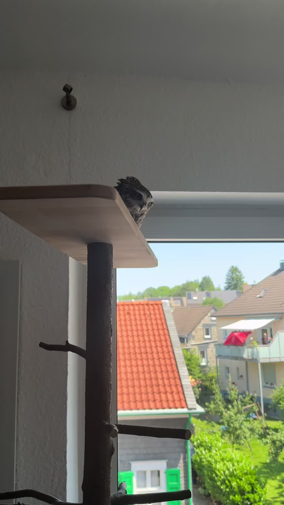 @Kreischhuhn Karma 🦉