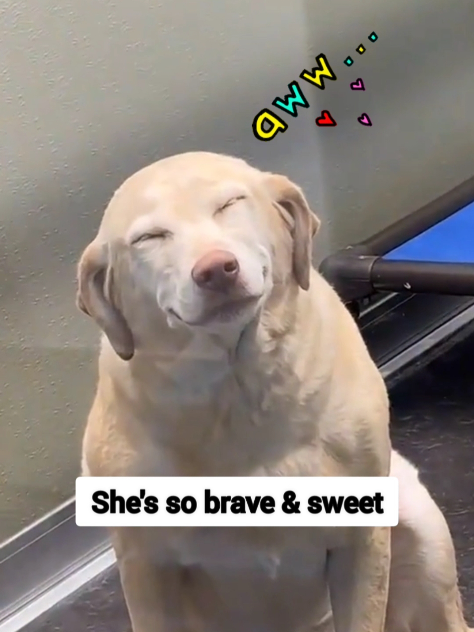 @Hilarious Laughs Hub