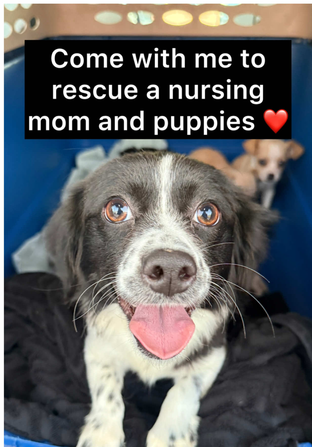 @whitneysdogs