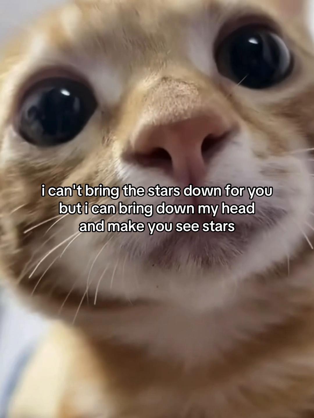 @Alice.cattok