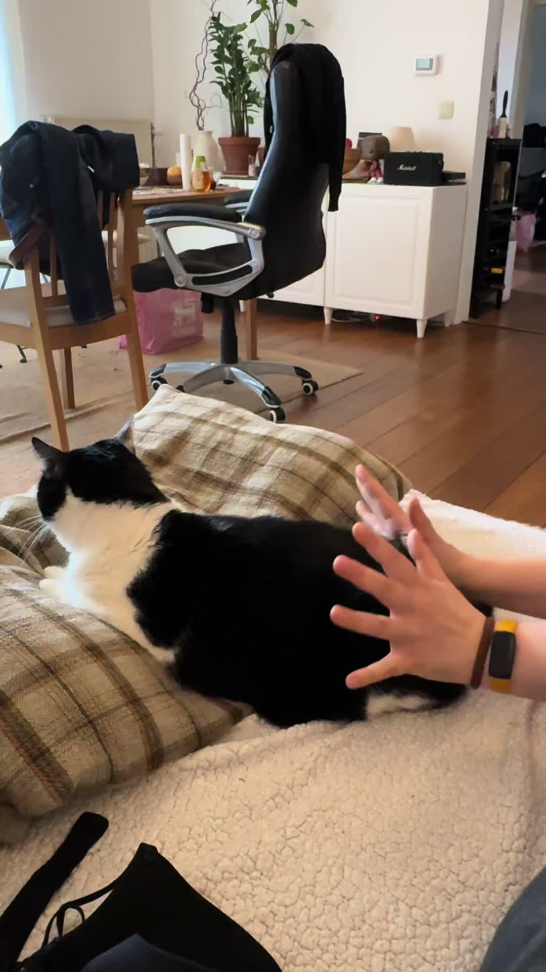@Kobe the Kitty