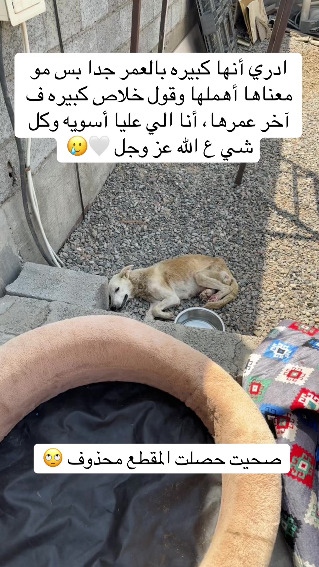 @مـاجـد✨