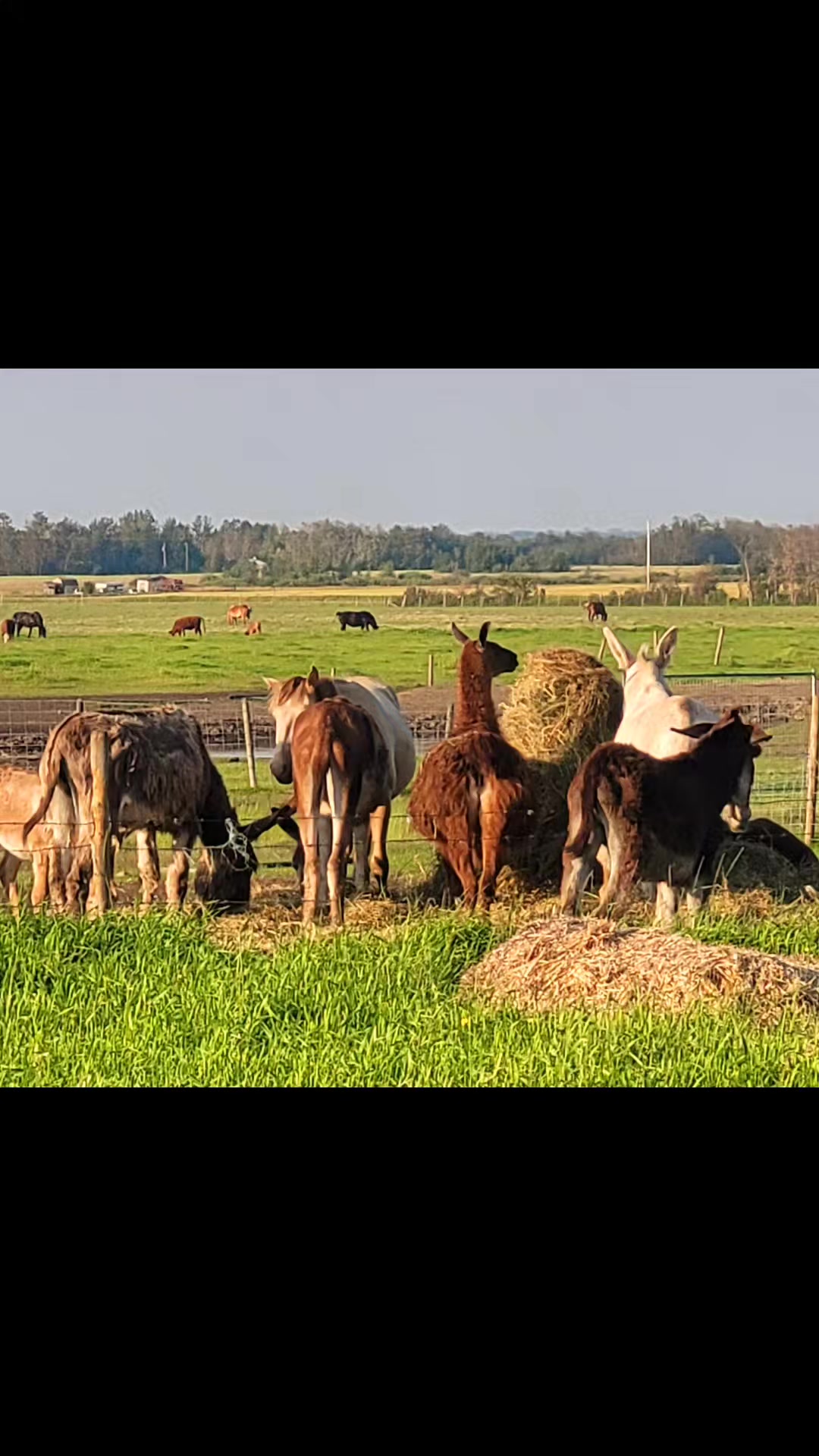 @🇨🇦Mule Momma 🇨🇦🇨🇦