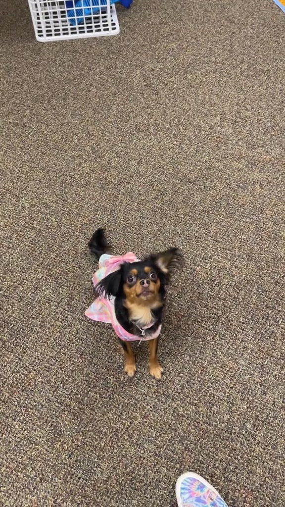 @Sweet Little Daisy