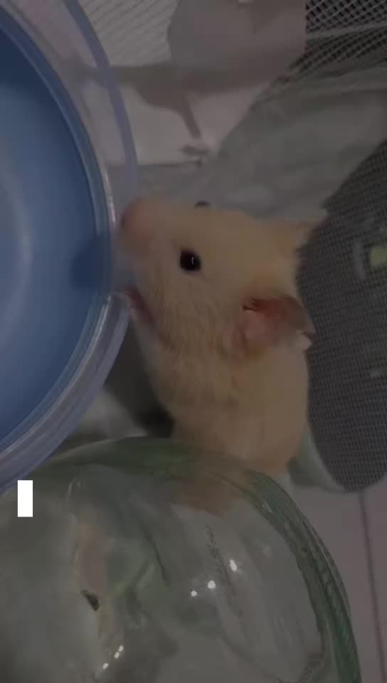 @Diariodeunhamster❤️🐹