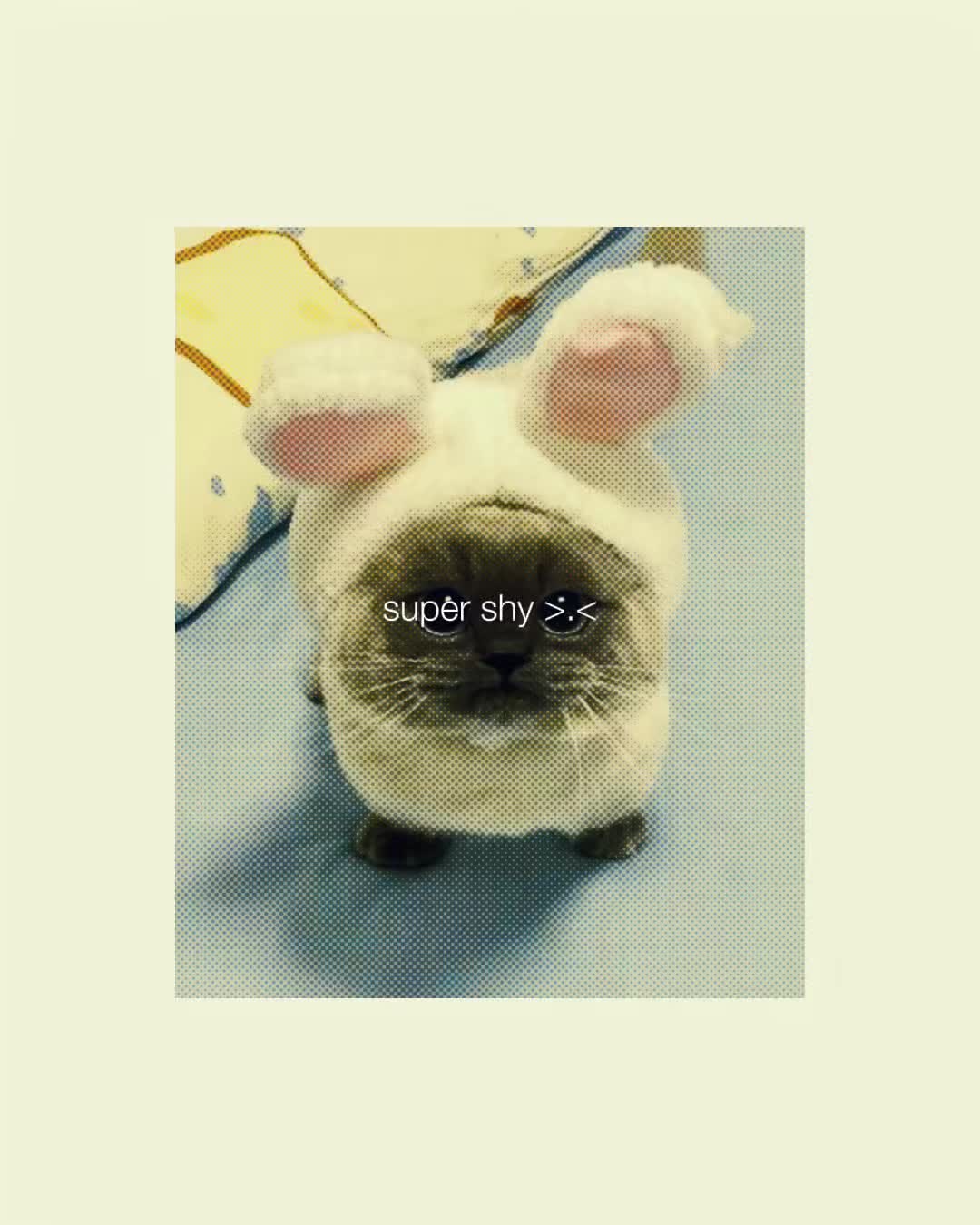 @catmemes