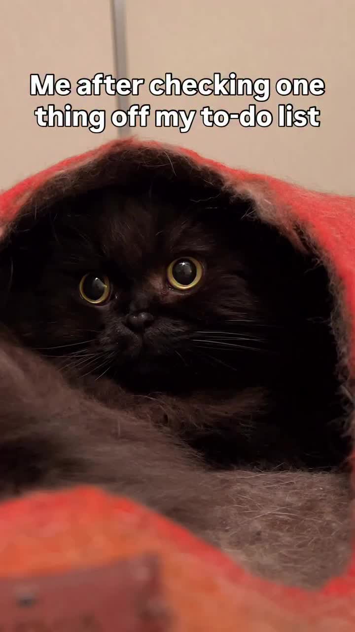 @Seamus the Scottish Fold