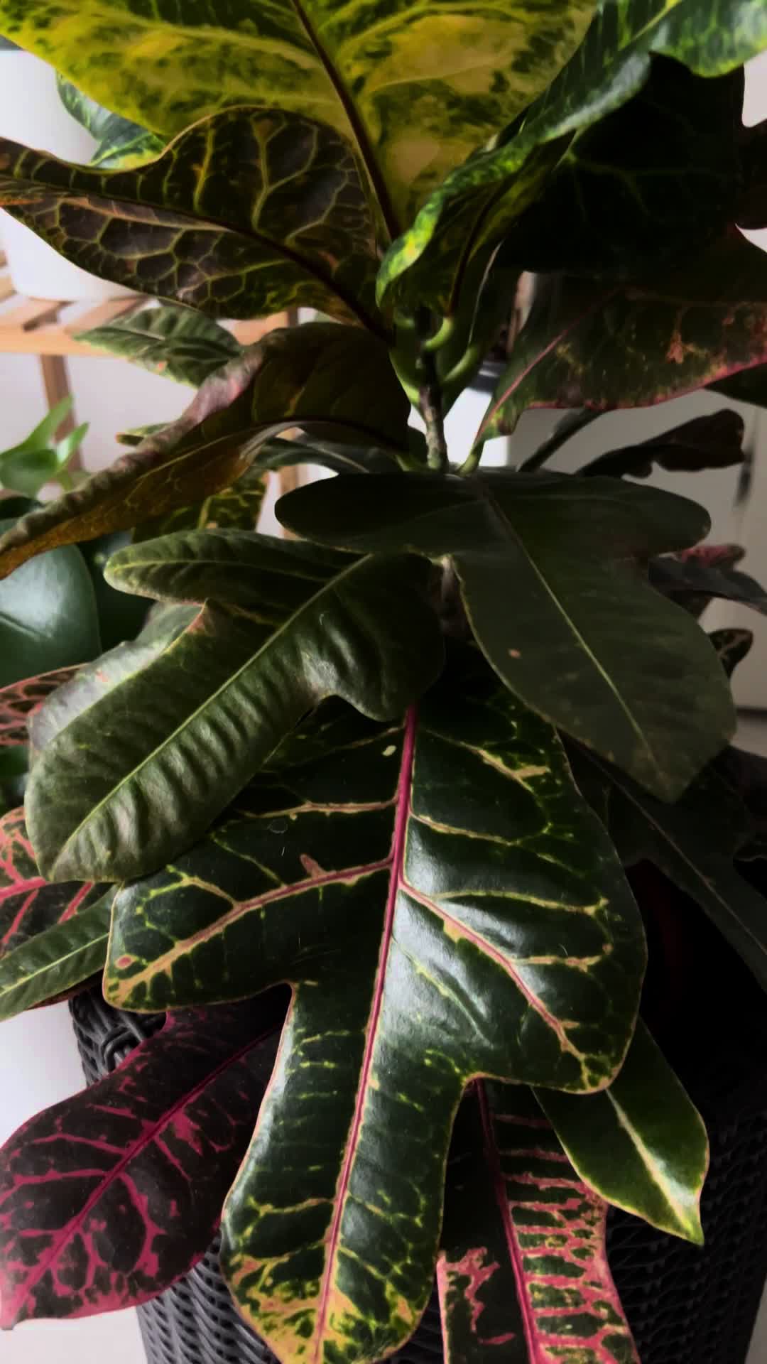 @Plant House & Garden