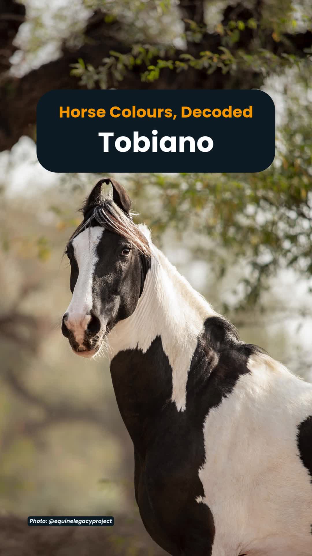 @Horse Reality