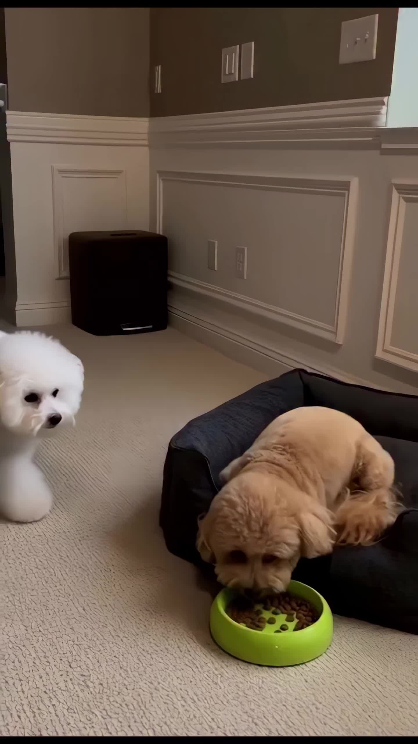 @middlepets