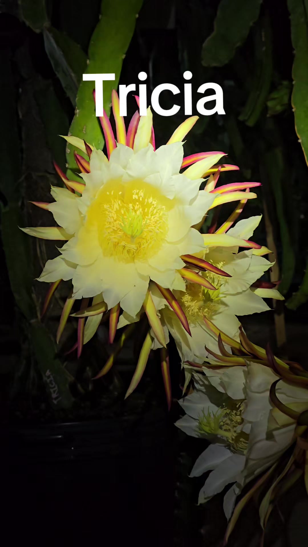 @Space Coast Dragon Fruit