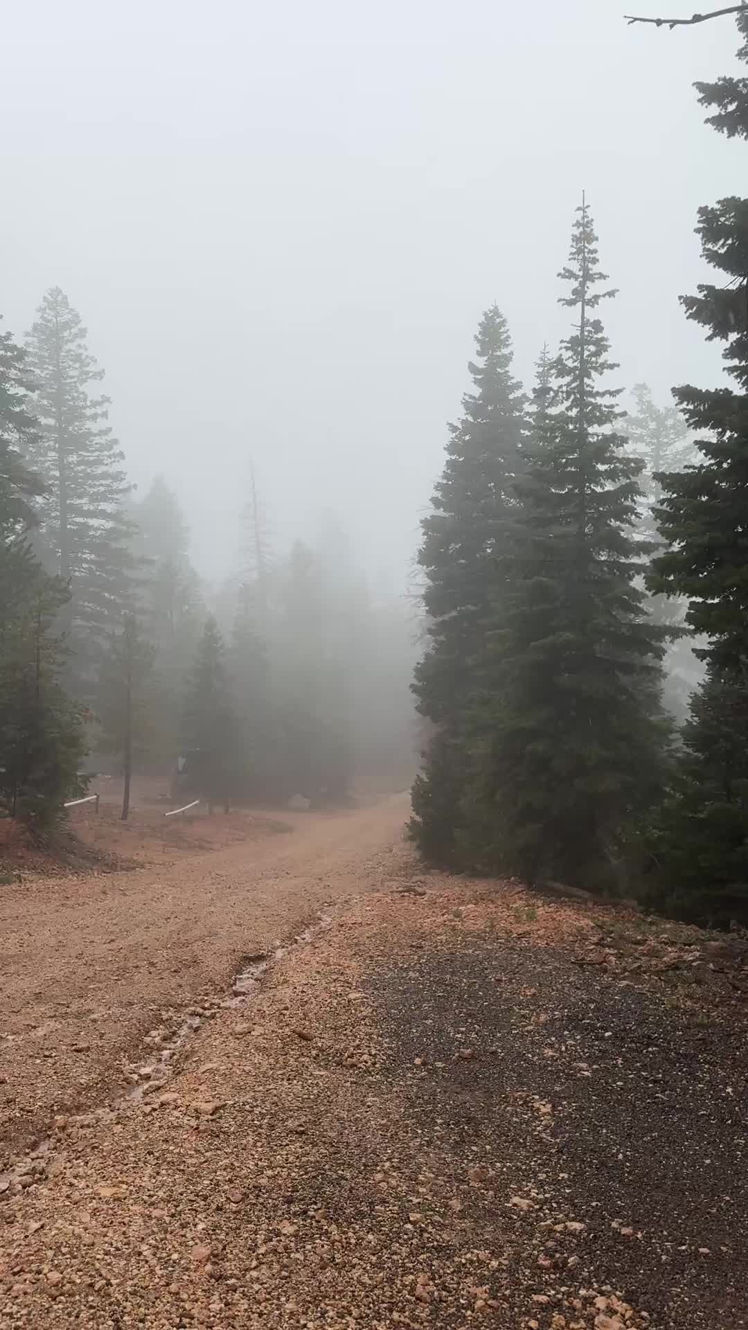 @grizzly_