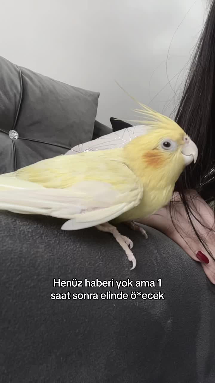 @ѕєνναℓ