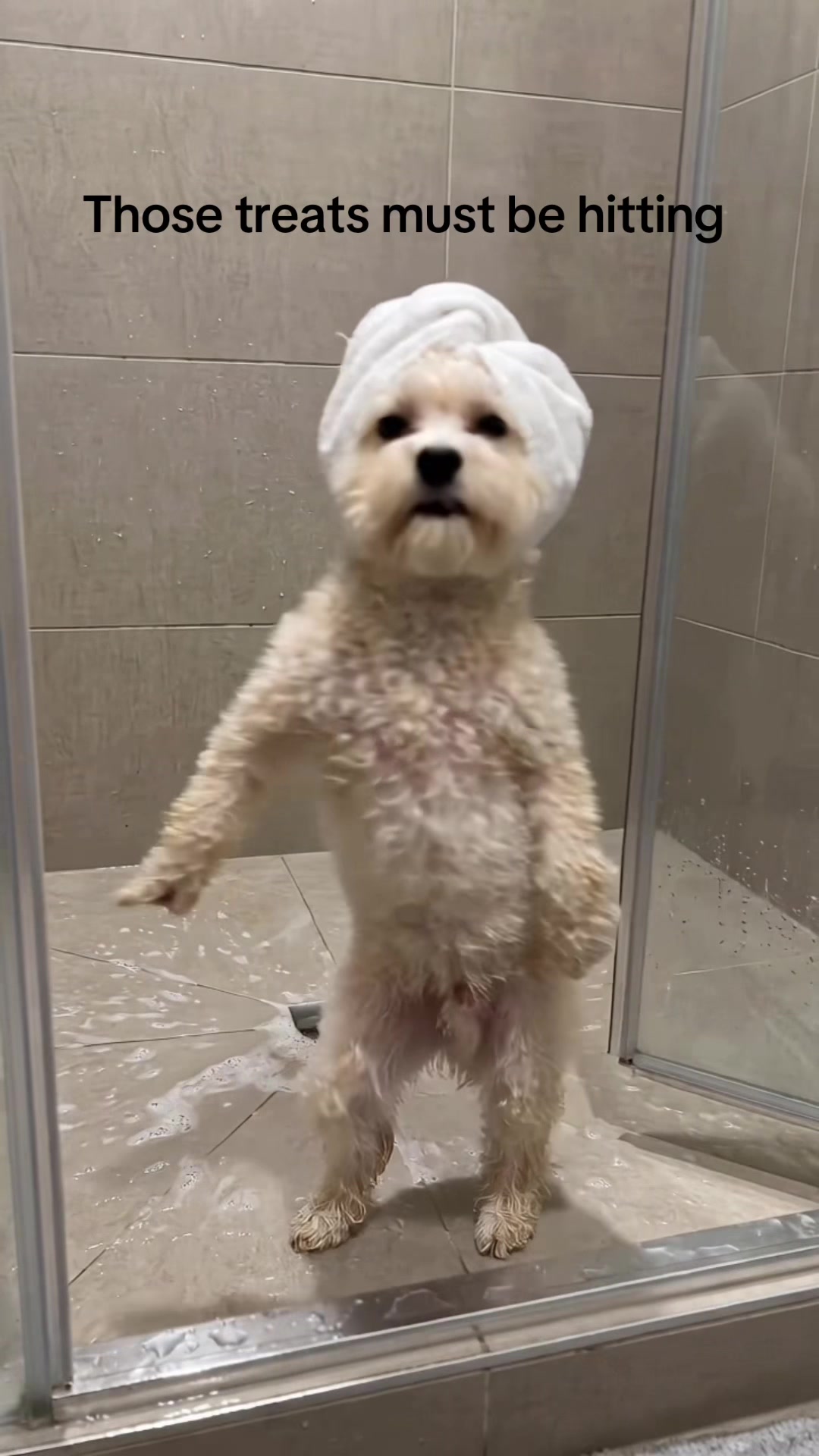 @K9stories