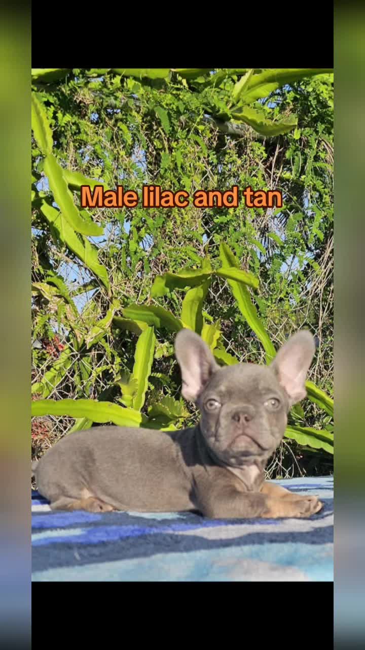 @Tommy_Yari_Frenchie