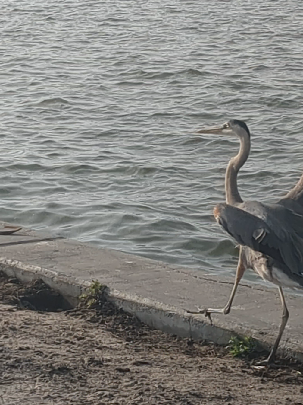 @Safraaz Alli