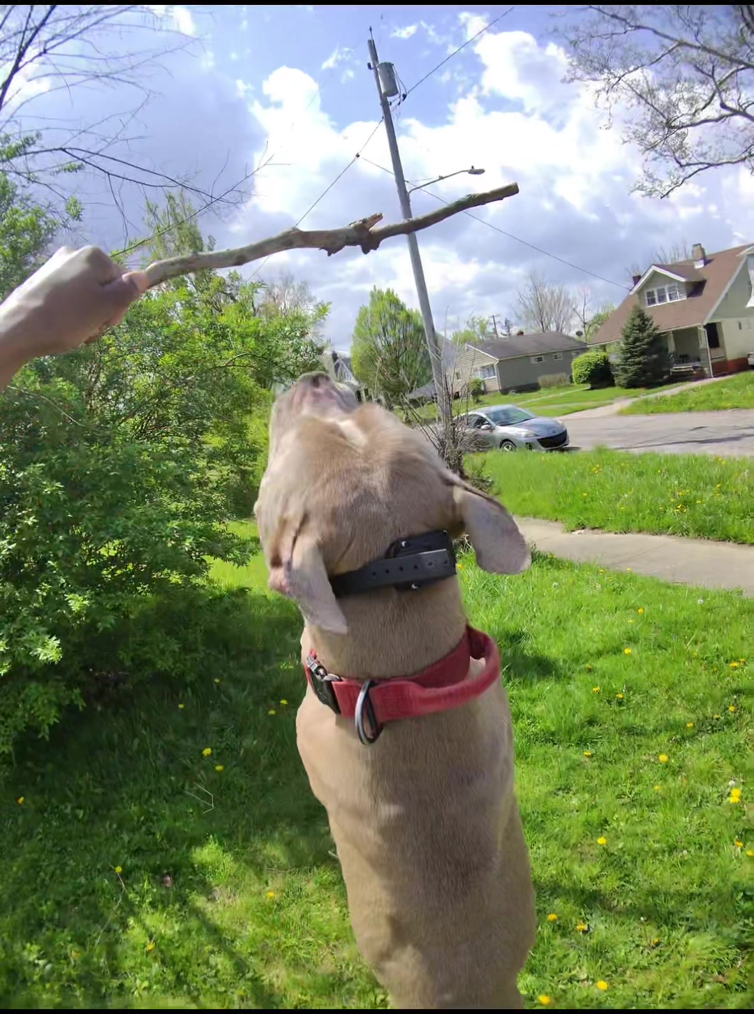 @Jay TheDog Trainer