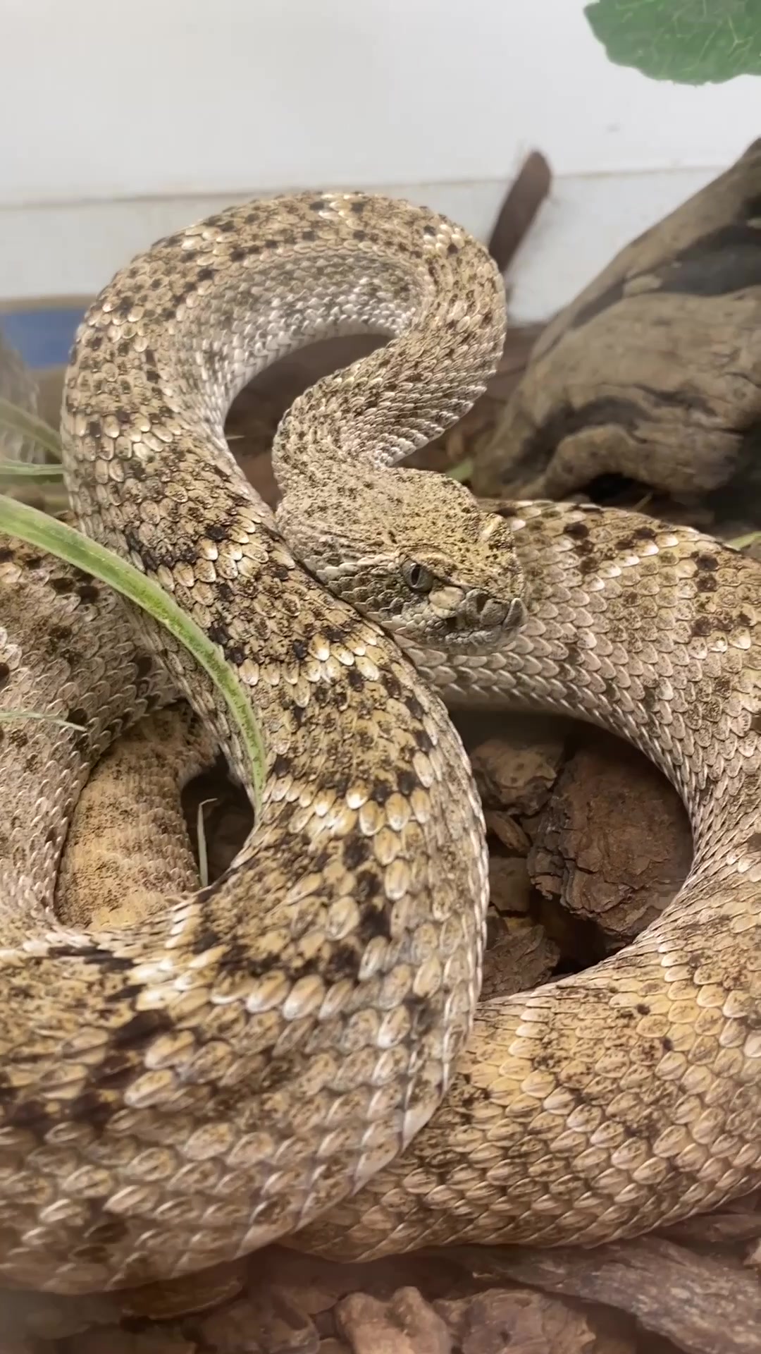 @The Reptile Zoo