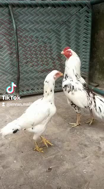@rihan malik