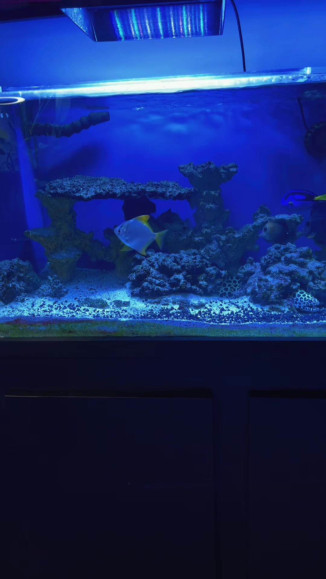 @reeflove