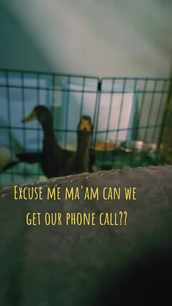 @Cluck and Waddle Farm Rescue