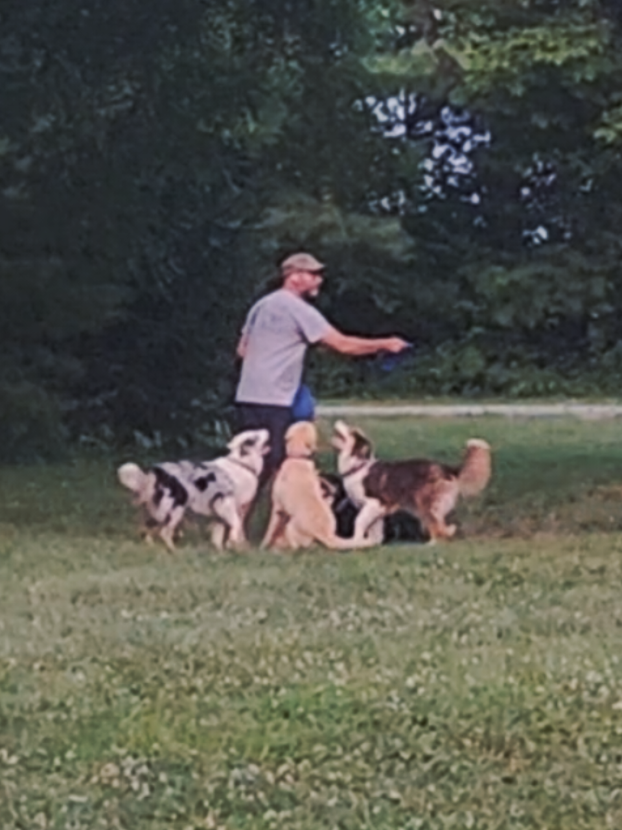 @High Performance Canines