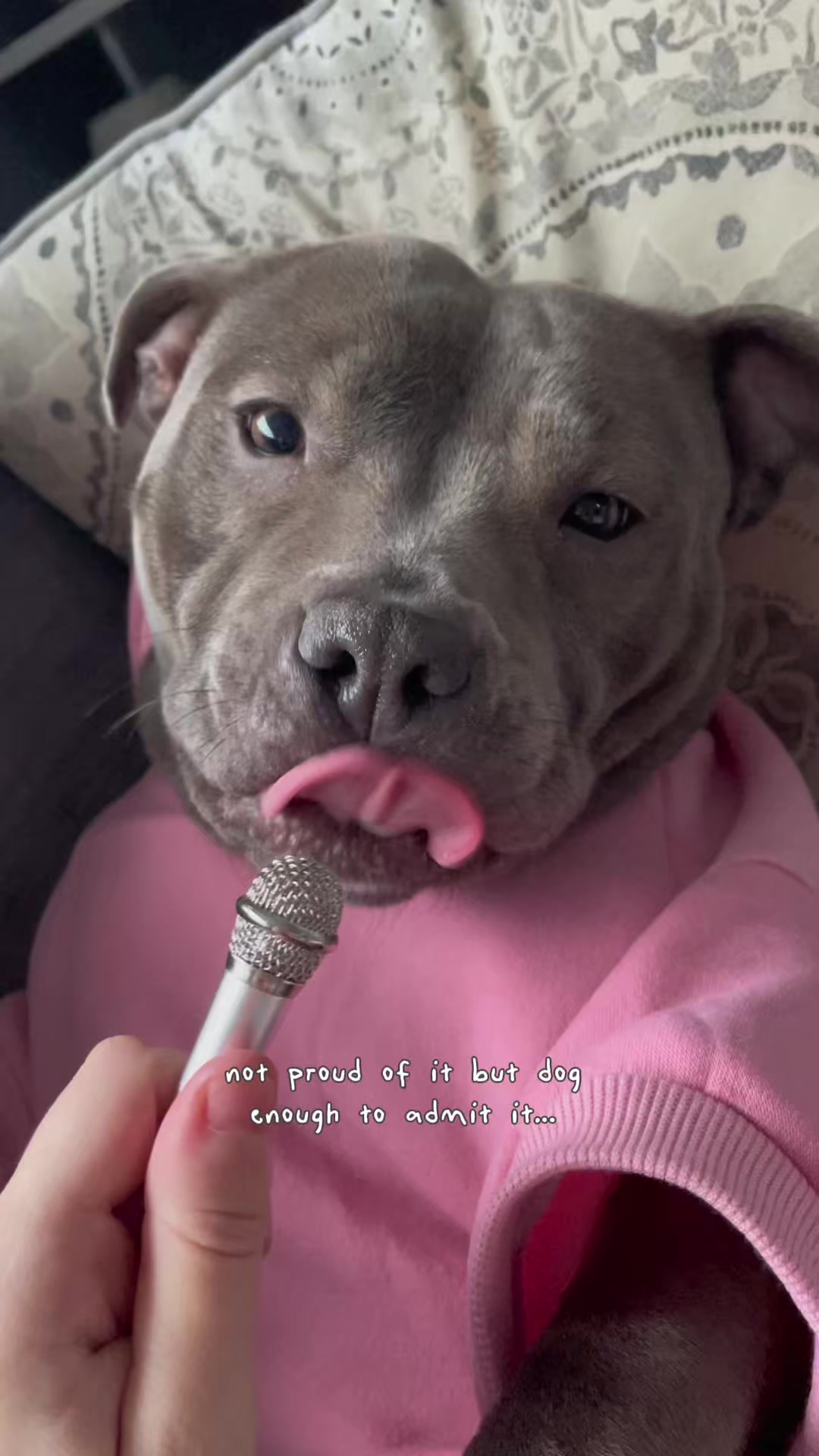 @Myla.thebluestaffy🤍