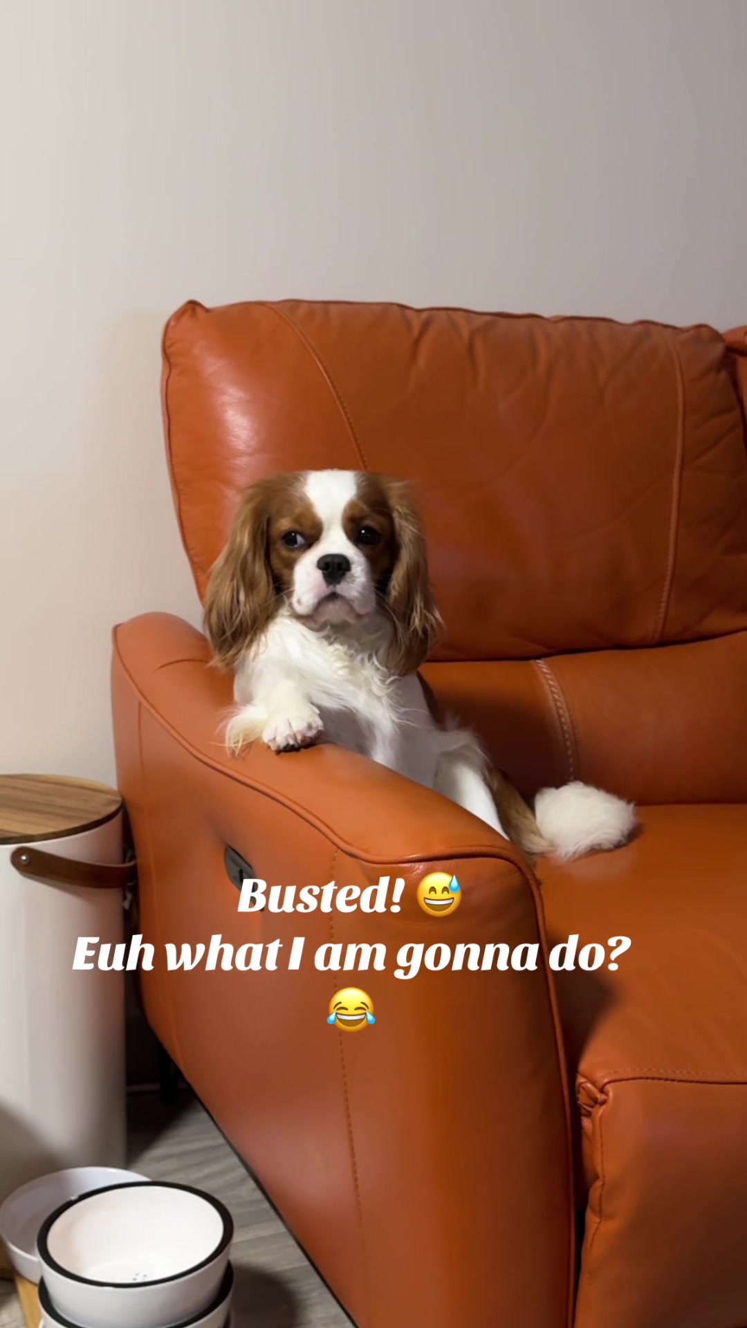 @Cavalier_king_charles_paris