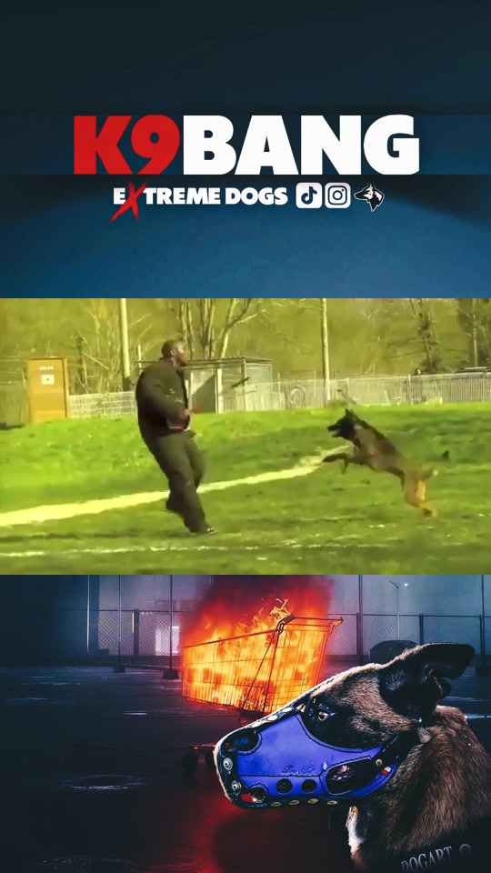@K9 BANG