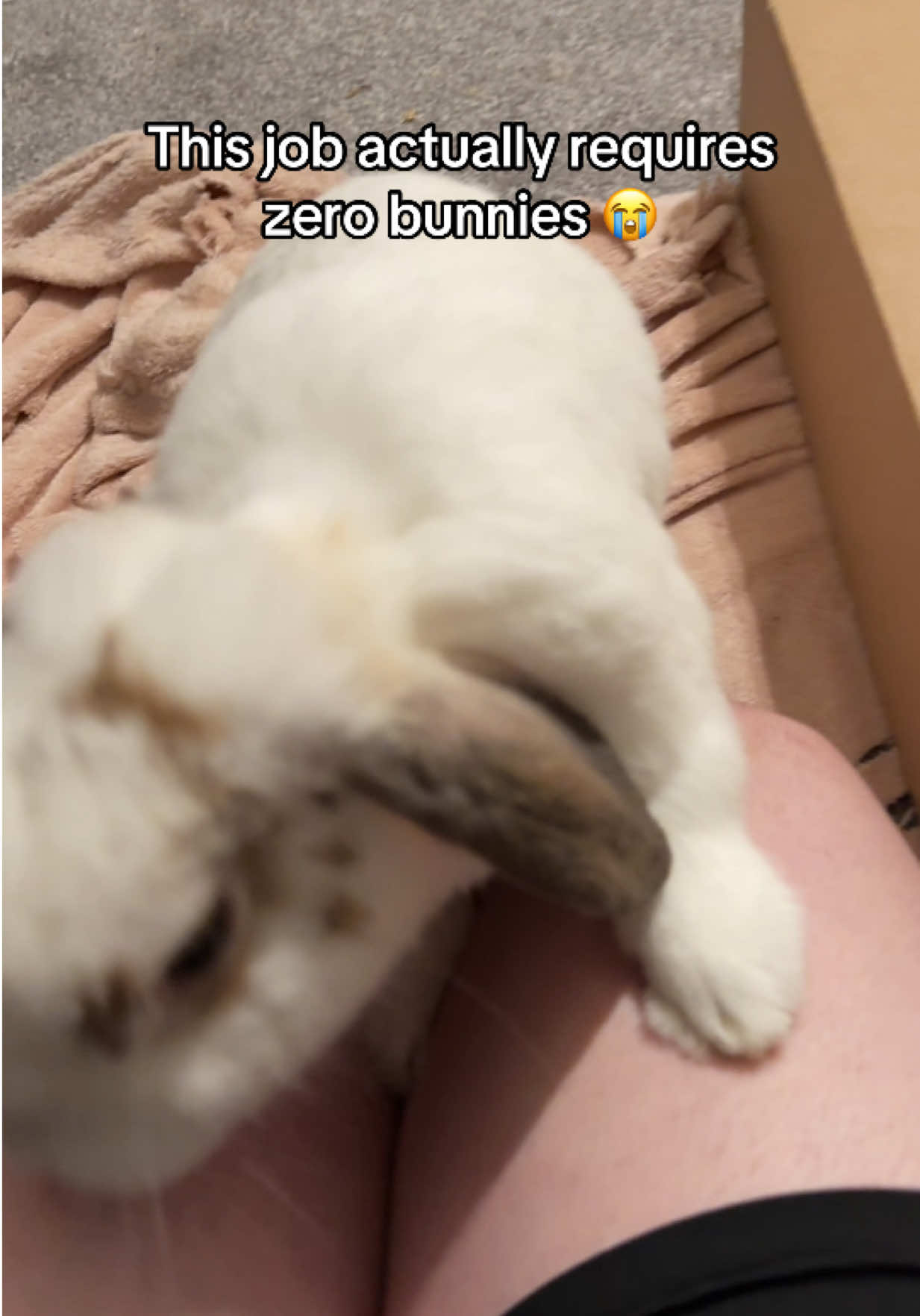 @Bun, two, three, four