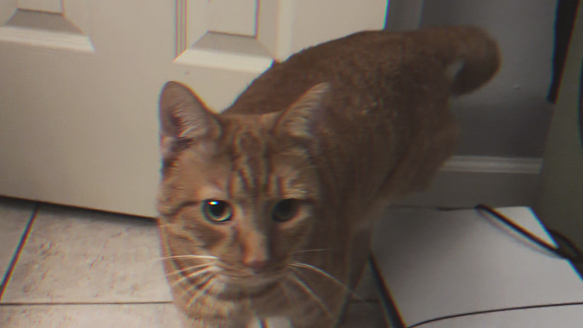 @Visionoah
