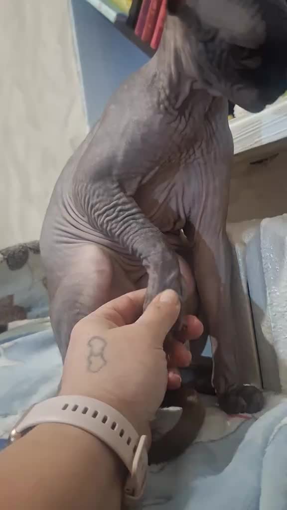 @iuliia585