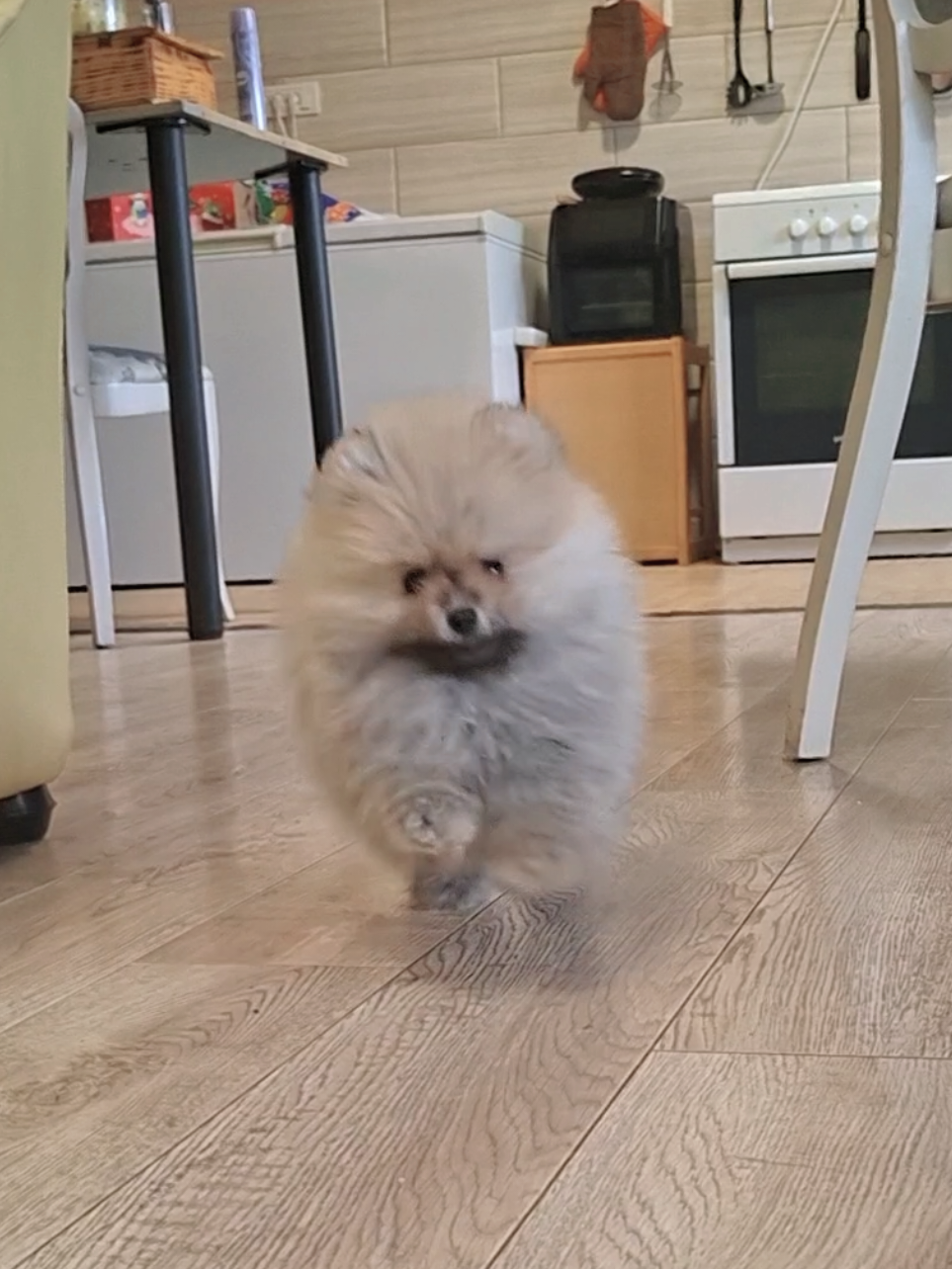 @Princess Candy Pomeranian