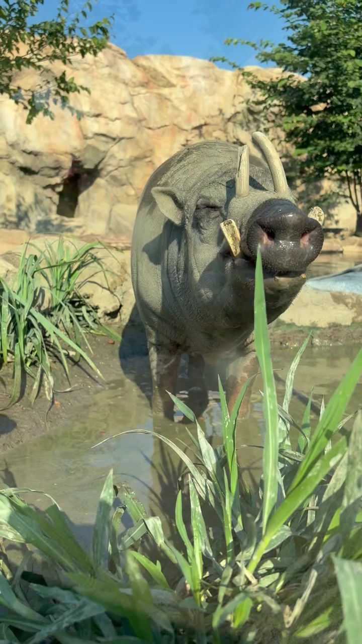 @Cincinnati Zoo