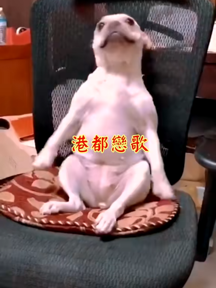 @雞不叫也天亮