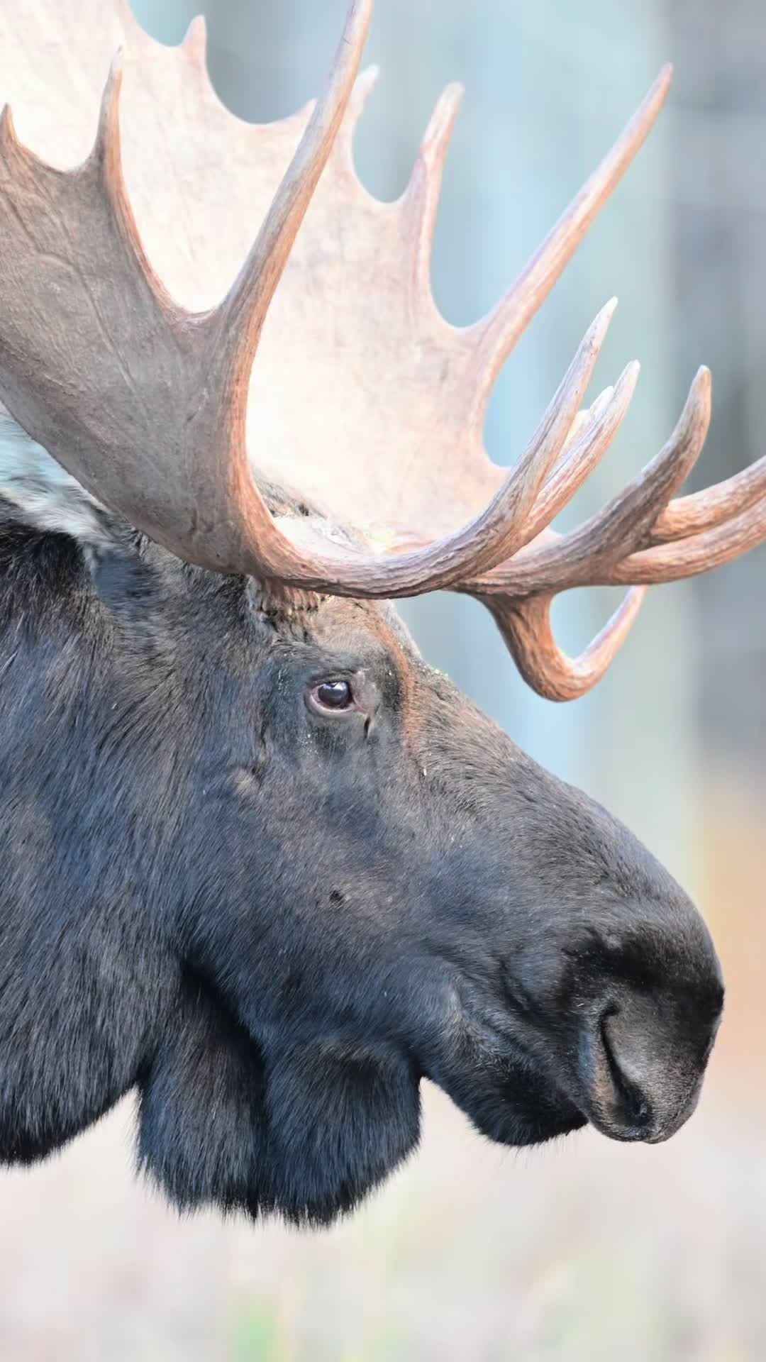 @Grand Teton Photo