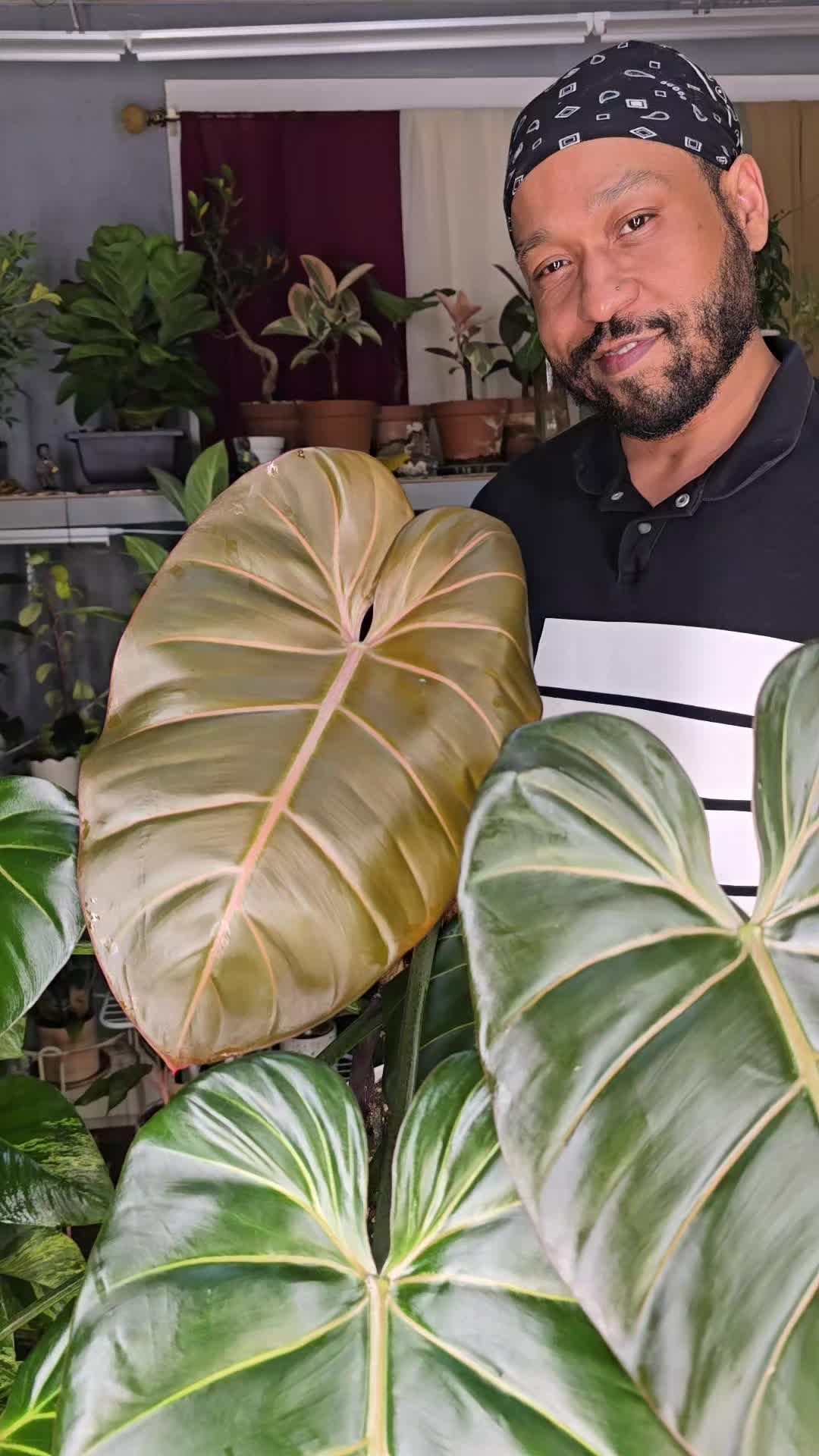 @JT - BigEGOPlants