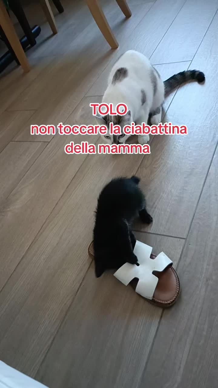 @vincenza