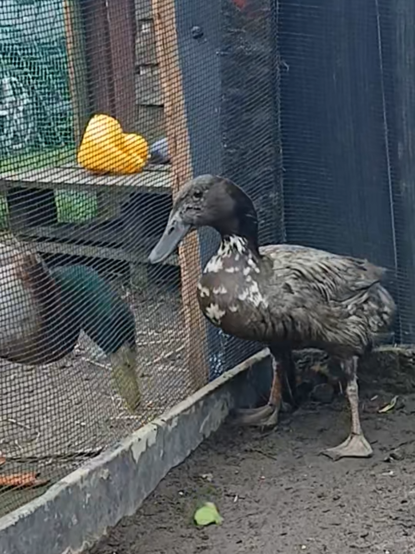 @Kaczogr&oacute;d u Milki🦆🦆🦆🦆