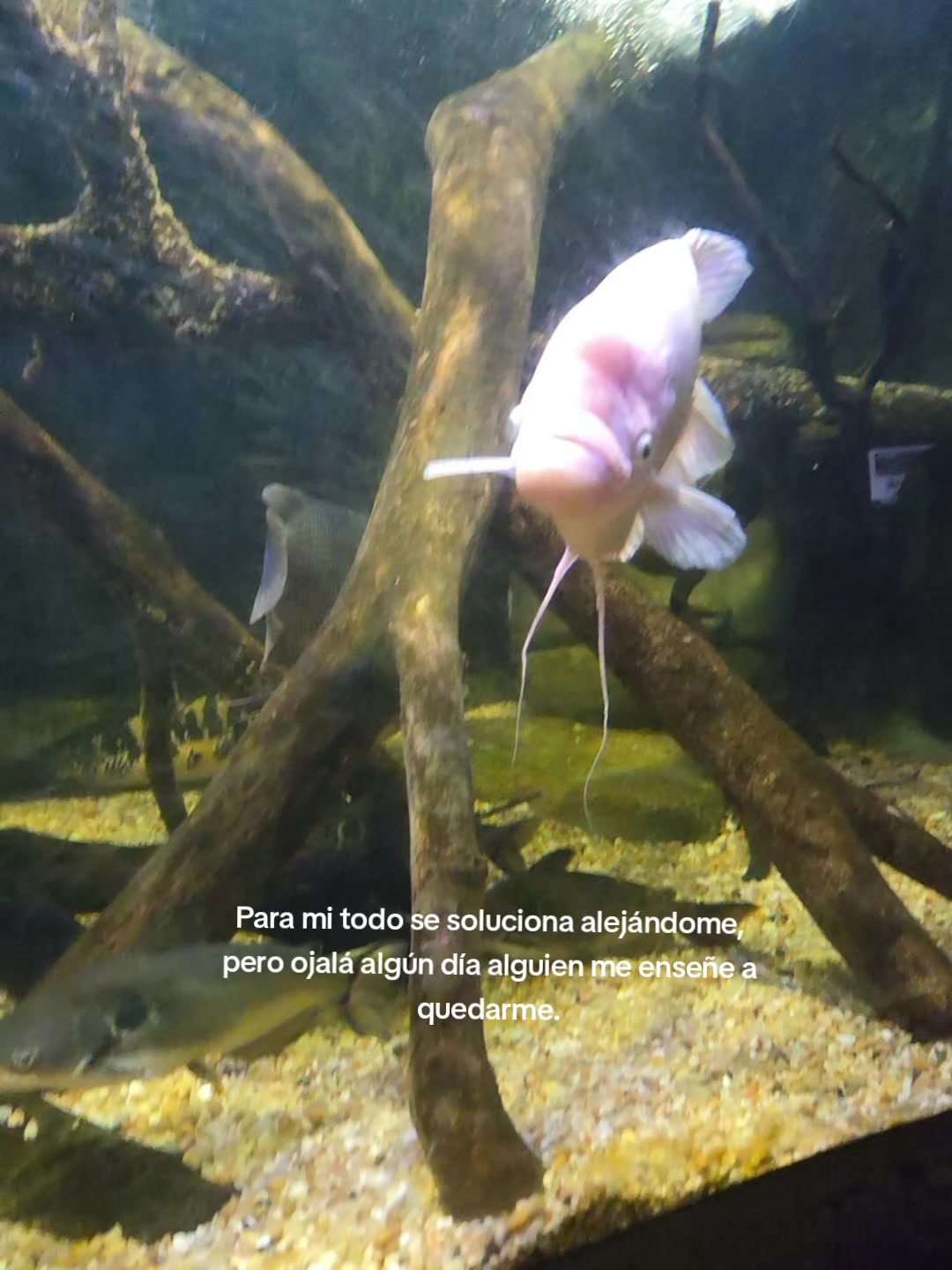 @°♡✧*𝒂𝗅٥ᶰ𝐞*✧♡°