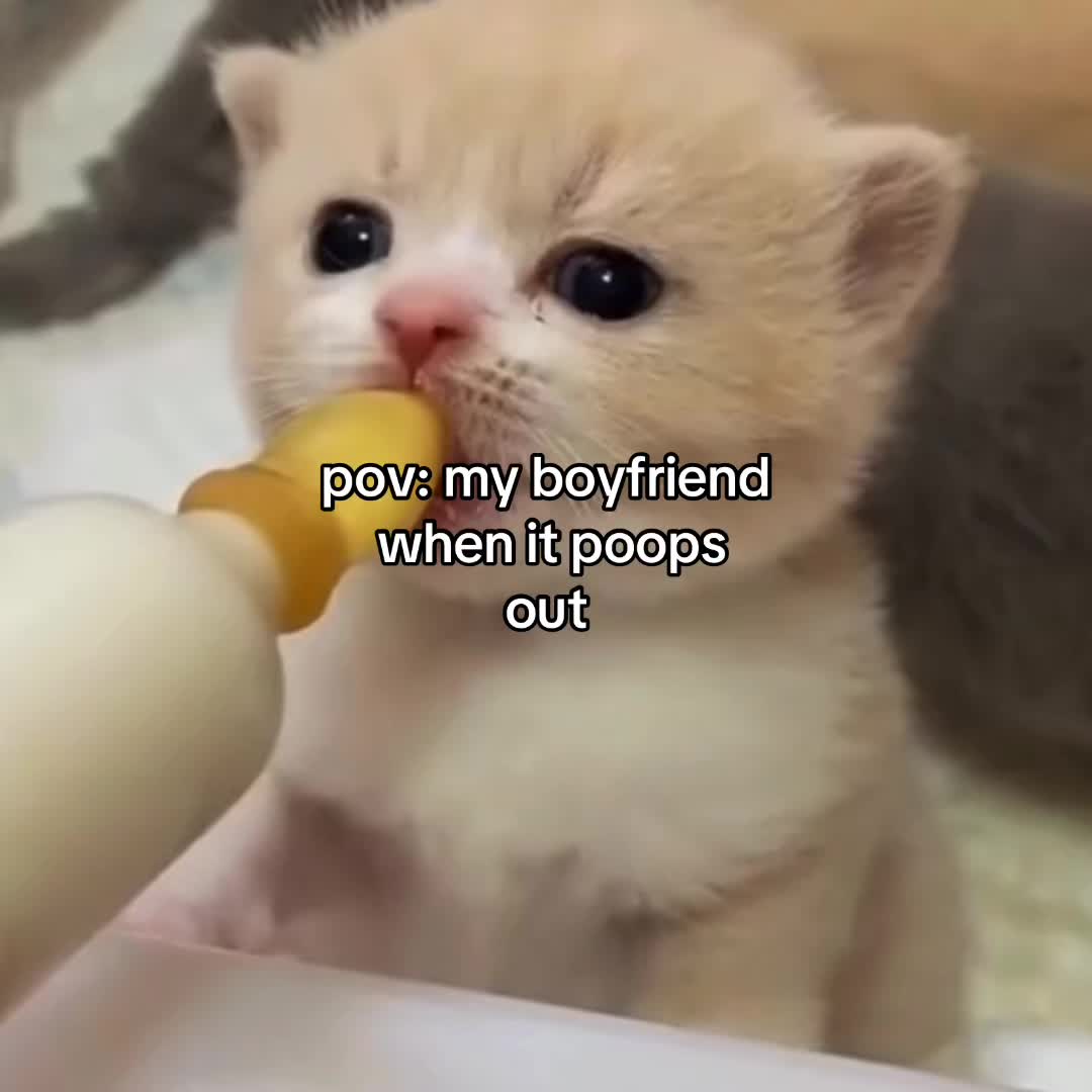 @Alice.cattok
