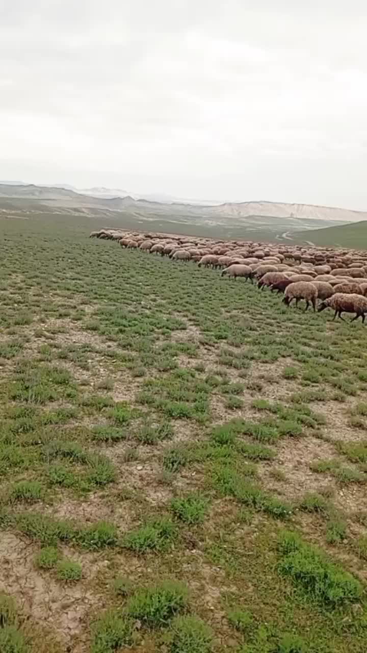 @Adil ceferov 61