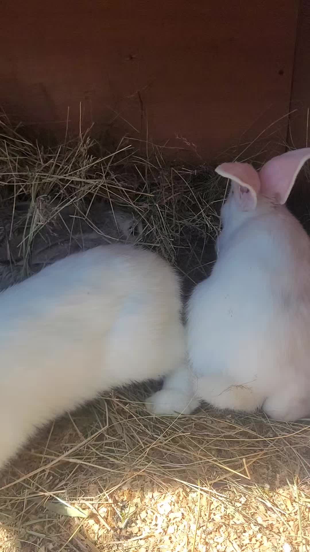 @👑BOGDAN 👑