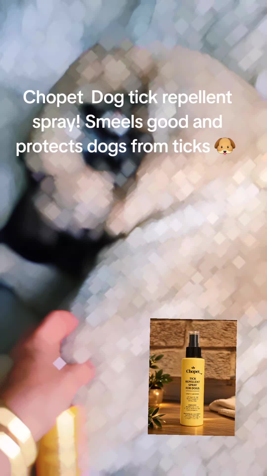 @Wellness for Pet