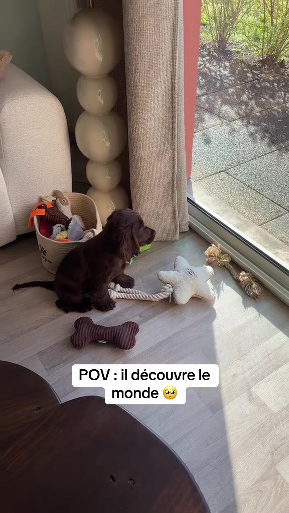 @coeur.de.cocker