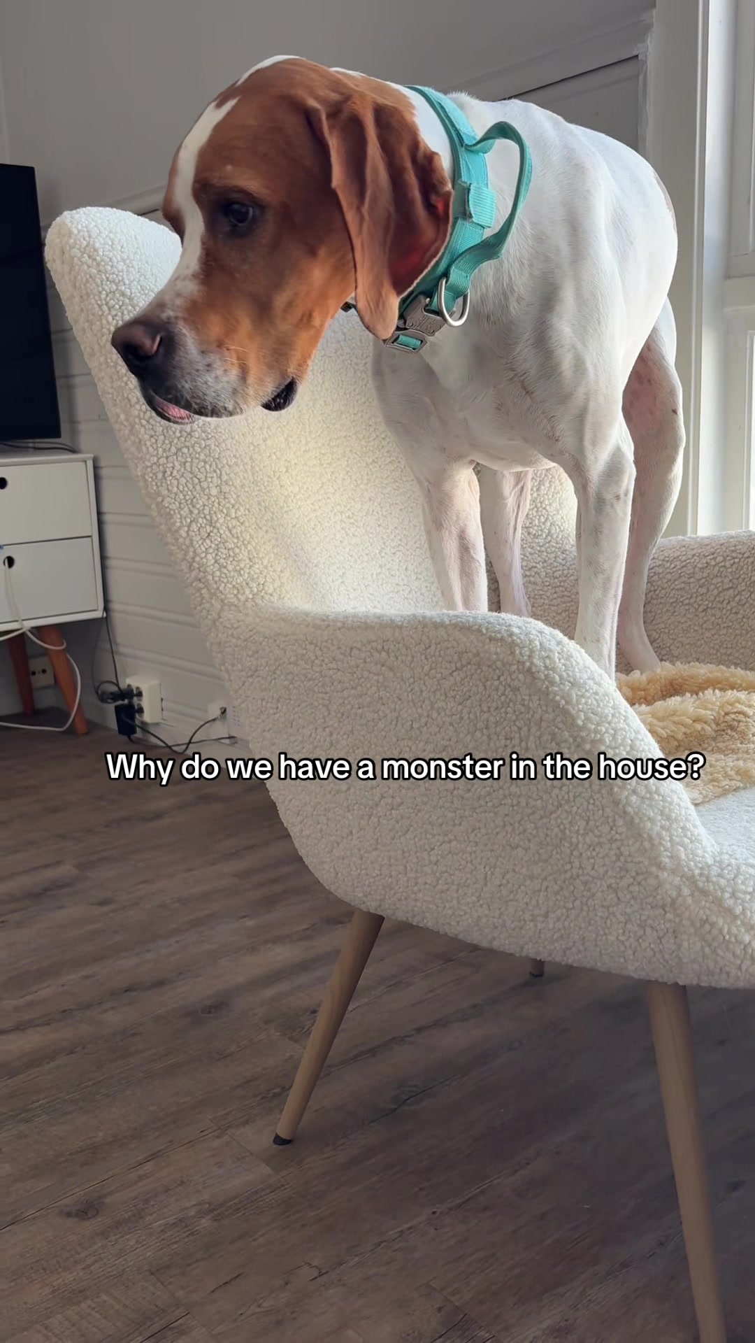 @Don the dog 🇳🇴