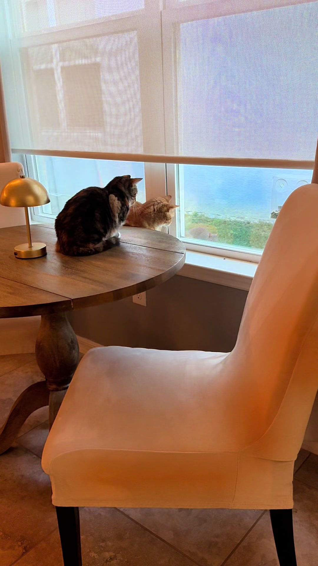 @Stef 🧡 cats! 🐈 🐈⬛🐈🐈⬛
