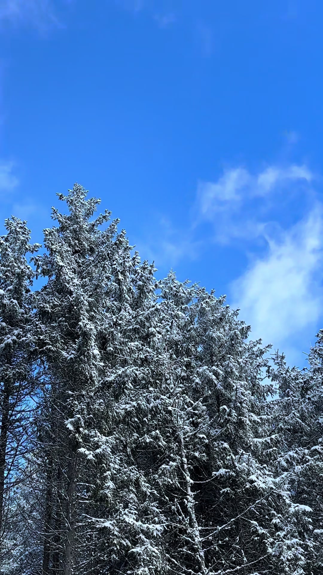 @cajvana_bucovina